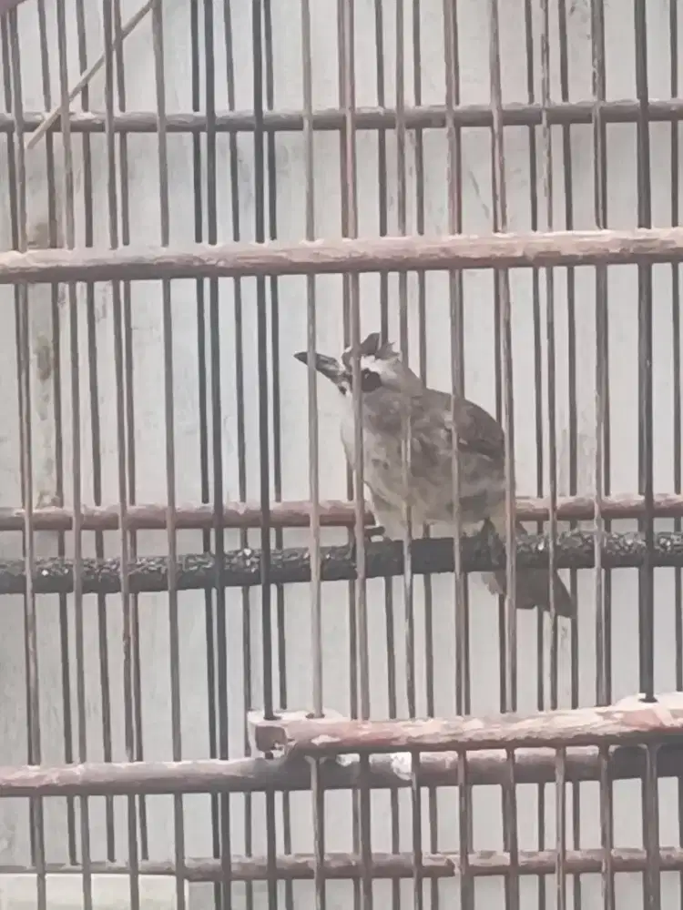 Tr jantan harian bunyi nrotok, ngriwek mbandul