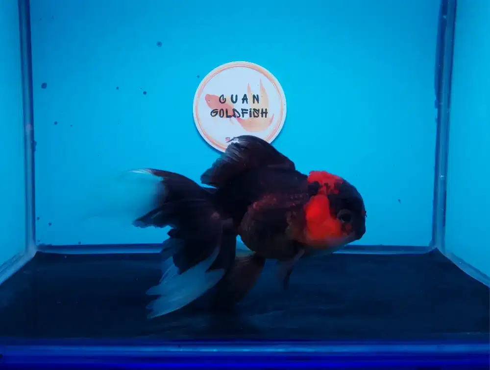 Ikan Mas Koki Oranda Panca Warna Size 15 Cm