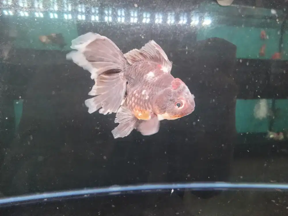 Ikan Mas Koki Oranda Panca Warna Size 17 Cm