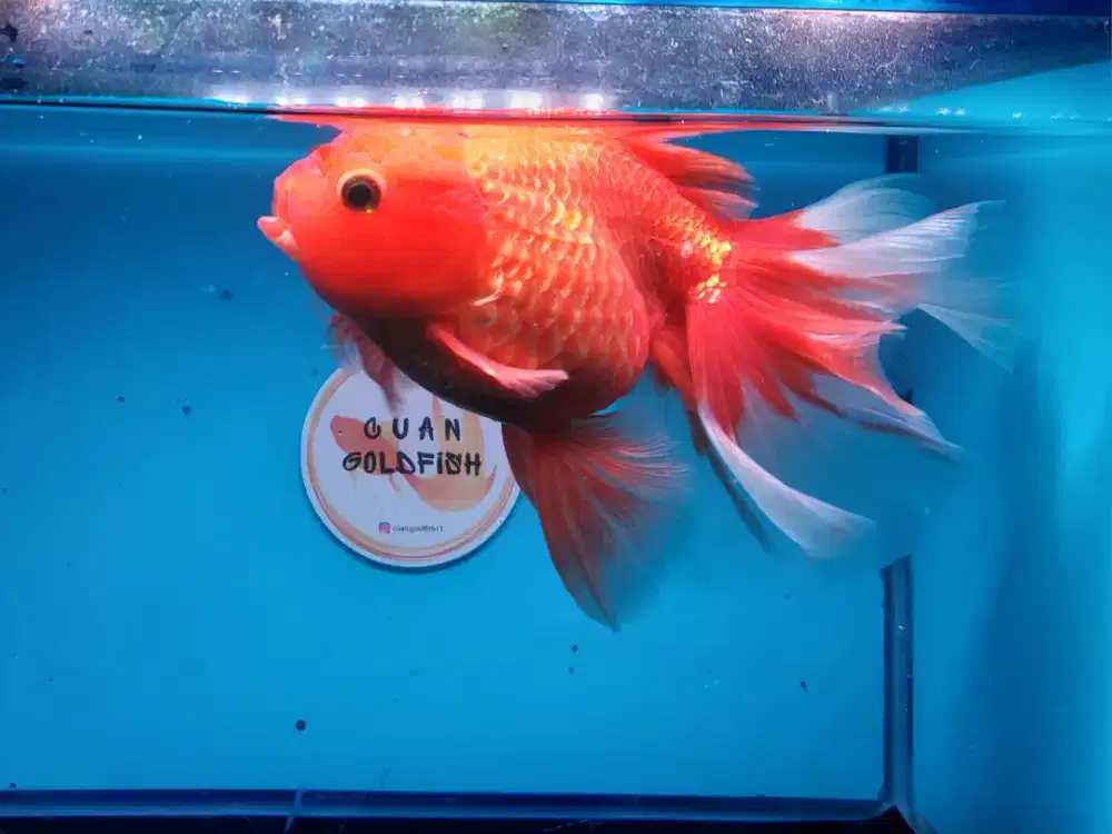 Ikan Mas Koki Oranda Orange Size 18 Cm