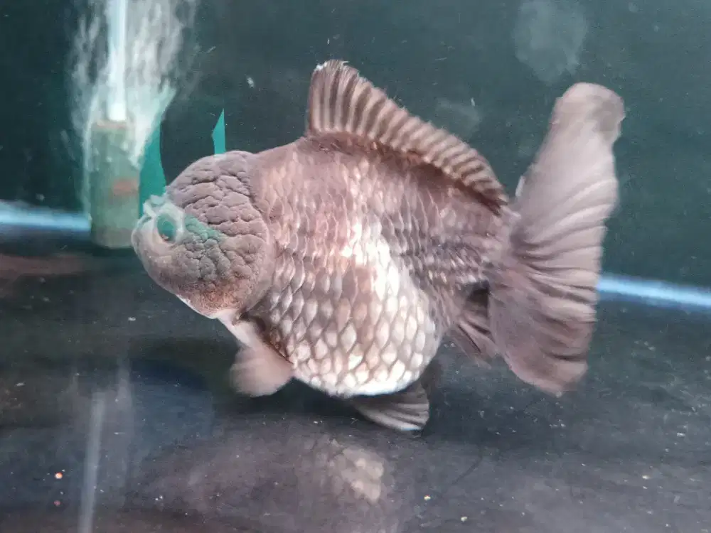 Ikan Mas Koki Oranda Black 15 Cm