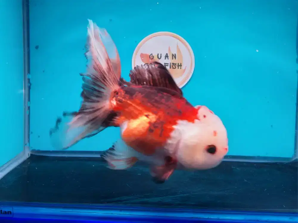 Ikan Mas Koki Oranda Panca Warna Size 16 Cm