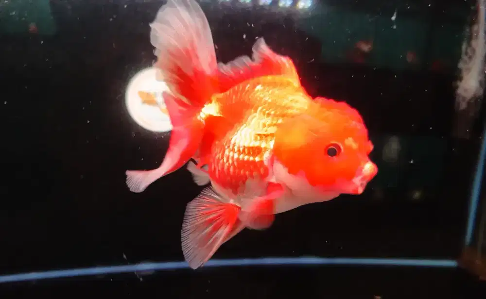 Ikan Mas Koki Oranda Red White Size 15 Cm