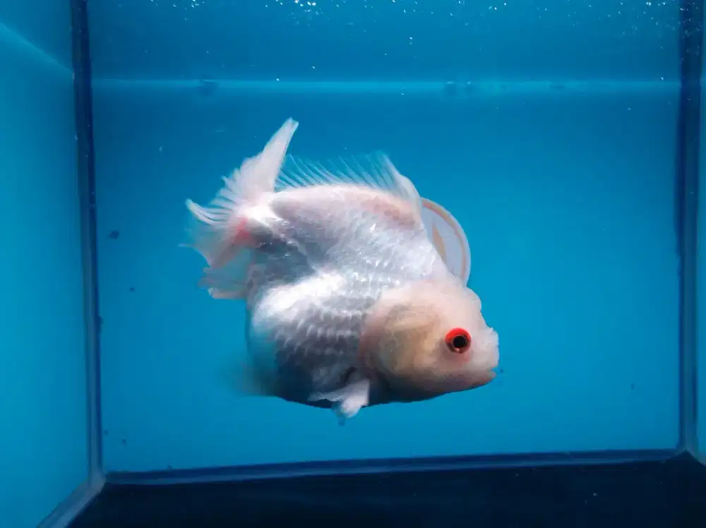 Ikan Mas Koki Oranda White Size 15 Cm