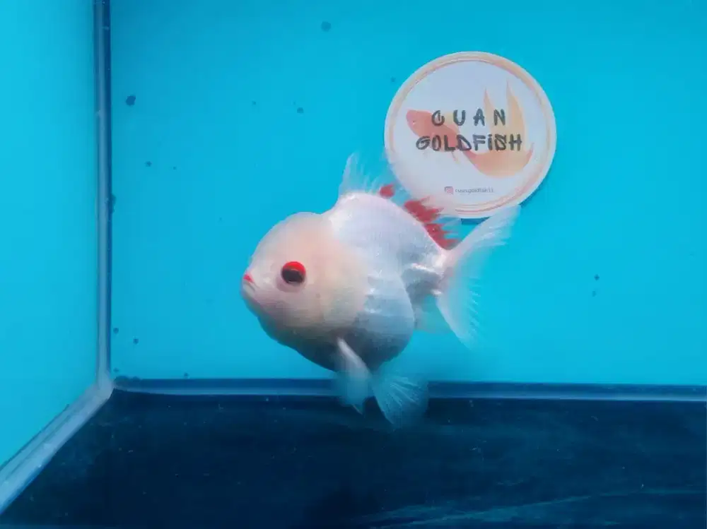 Ikan Mas Koki Oranda White Size 13 Cm