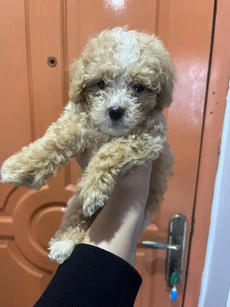 Poodle missmark bulu kaoskaki