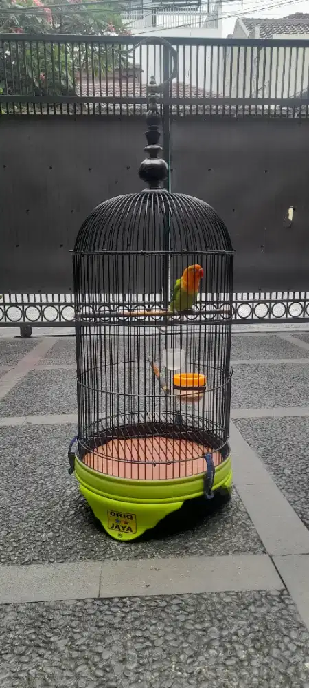 Lovebird love bird
