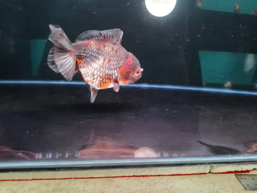 Ikan Mas Koki Oranda Panca Warna Size 15 Cm