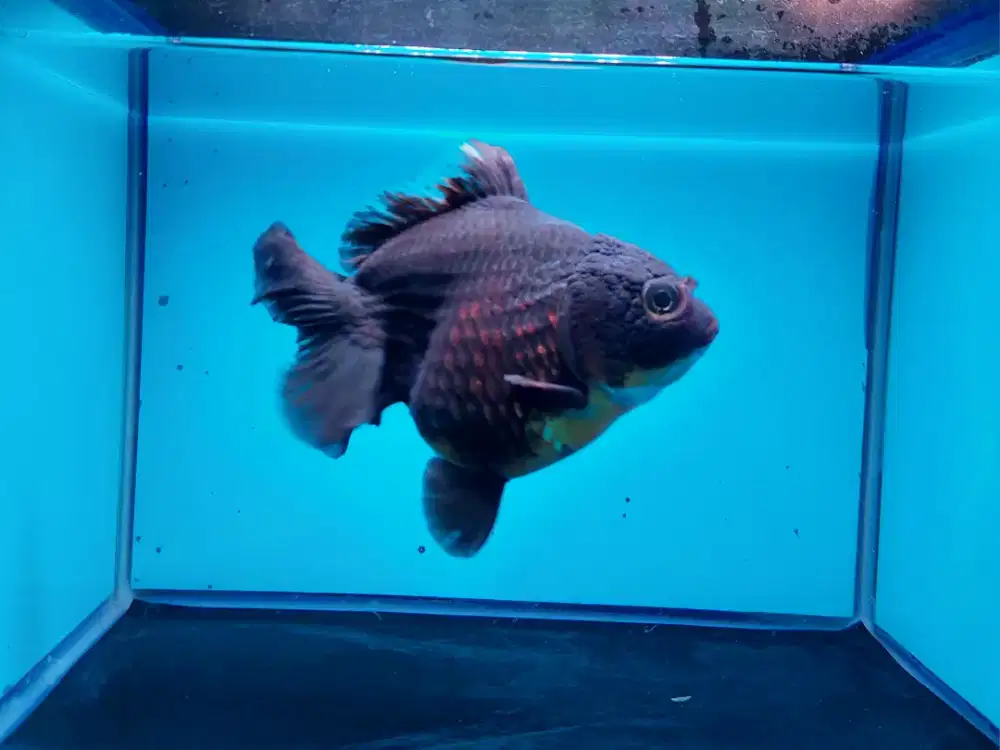 Ikan Mas Koki Oranda Black Size 14 Cm