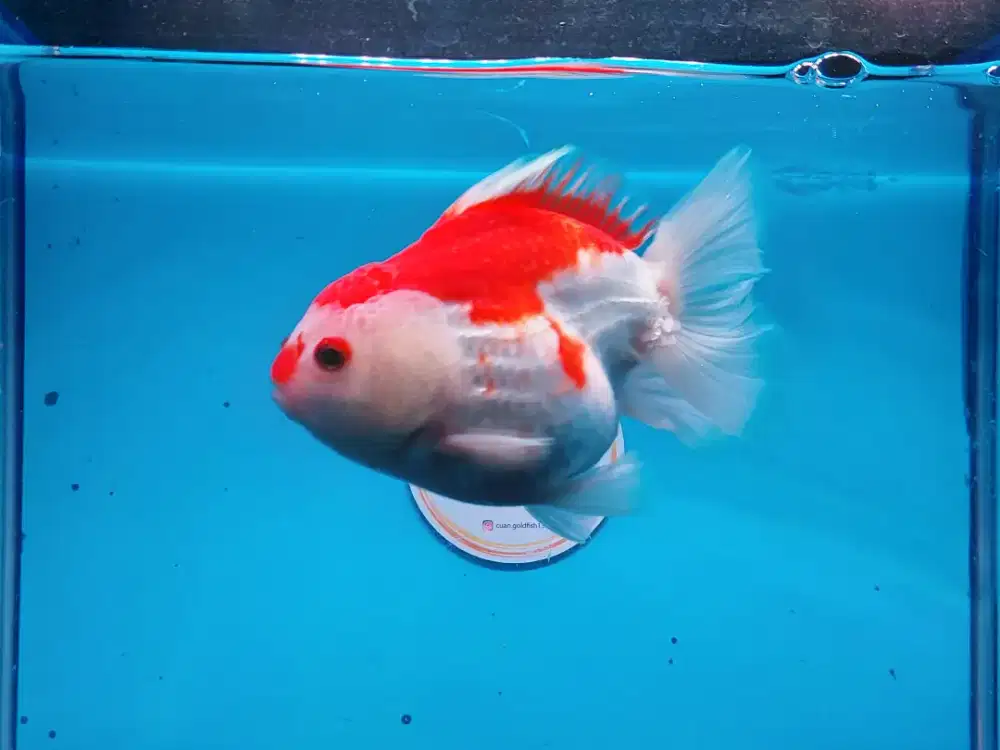 Ikan Mas Koki Oranda Red White Size 13 Cm