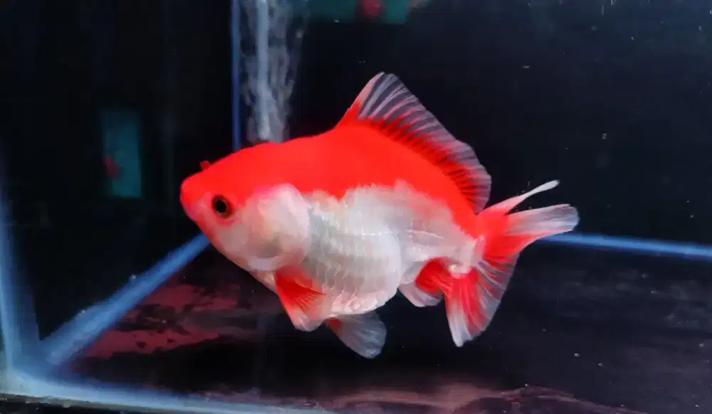 Ikan Mas Koki Oranda Red White Size 14 Cm