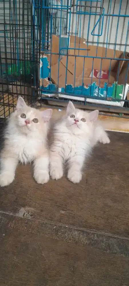 Kitten lucu imut gembul 2,5 bulan