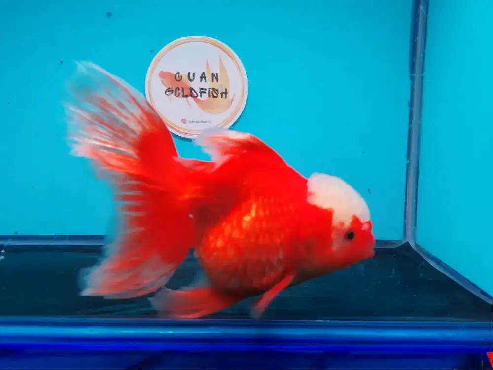 Ikan Mas Koki Oranda Size 17 Cm