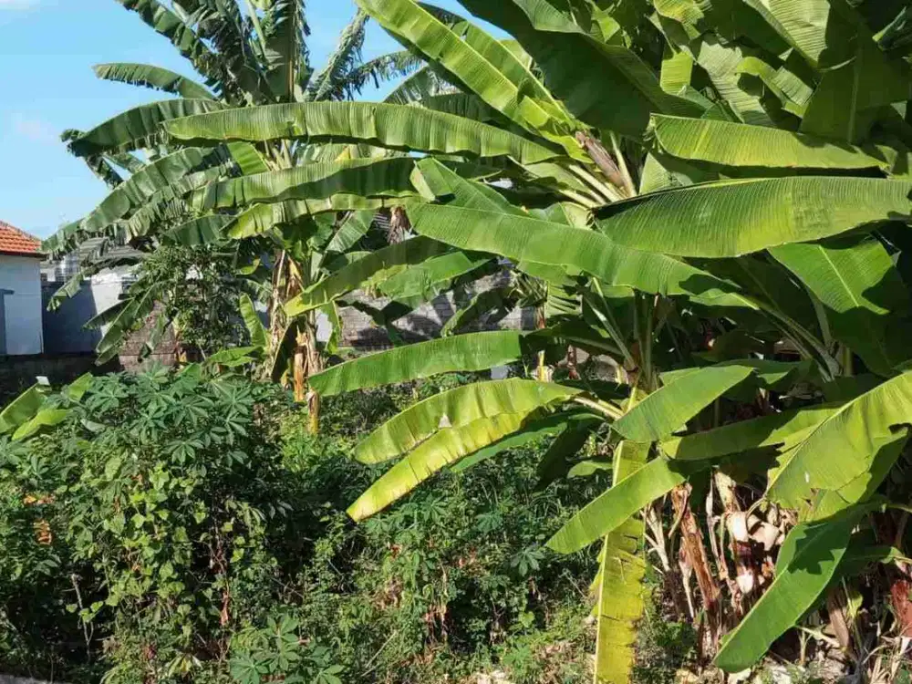 DIJUAL TANAH LOKASI JALAN GURITA SESETAN DENPASAR SELATAN