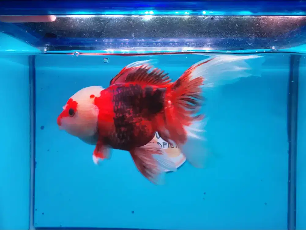 Ikan Mas Koki Oranda Size 16 Cm