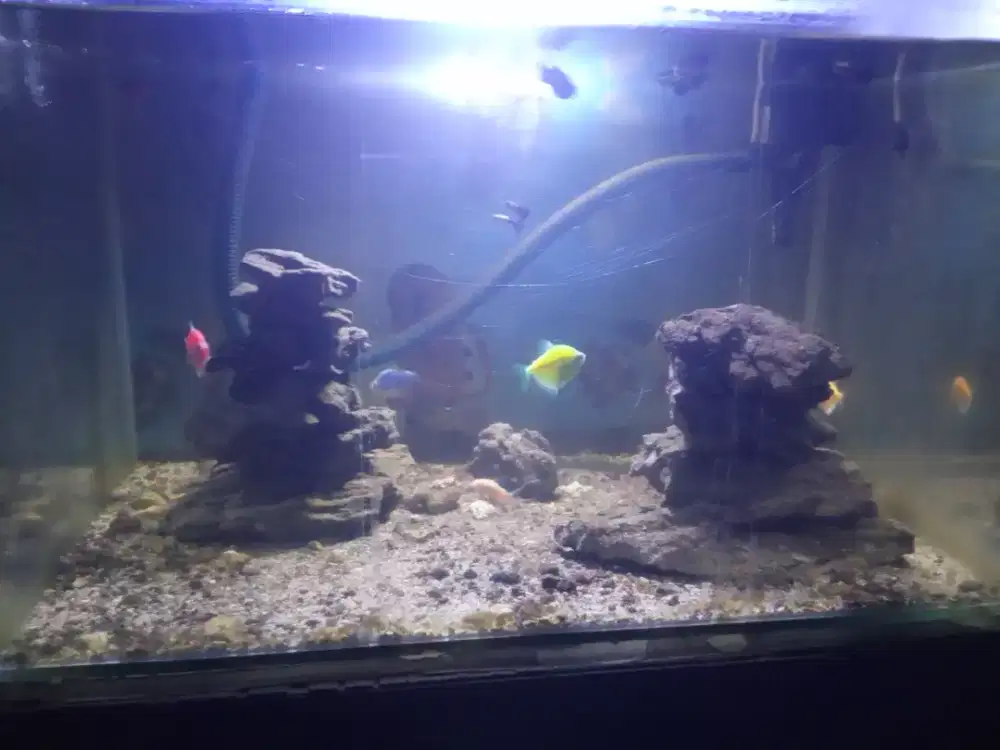 Jual aquarium dan isinya. Rp.500.000 nego dikit