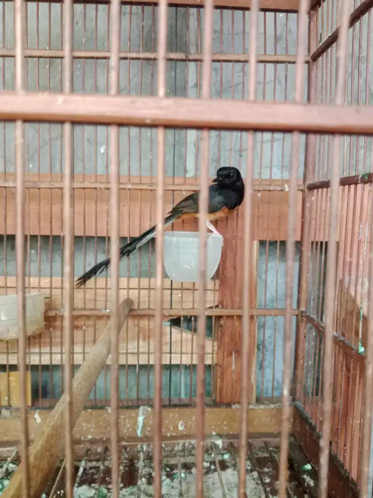 Burung murai betina ekor klewer