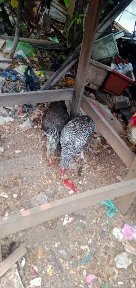 AYAM PELUNG BETINA UDAH NELOR PERTAMA KLI