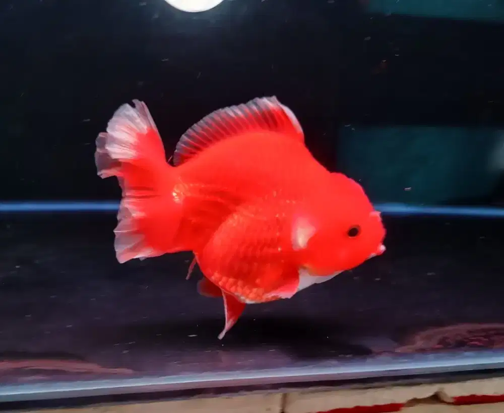 Ikan Mas Koki Oranda Red White Size 13 Cm