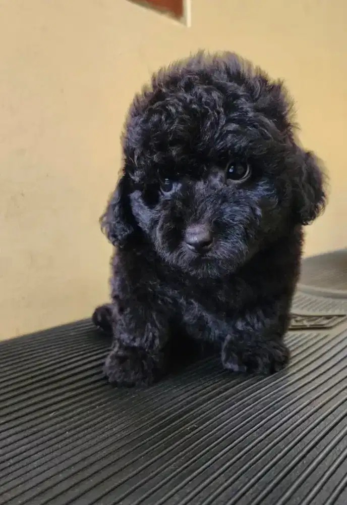 Poodle hitam Jantan