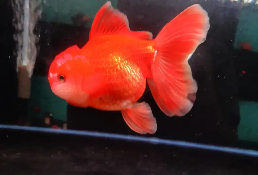 Ikan Mas Koki Oranda Red White Size 16 Cm