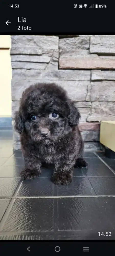 Poodle Jantan hitam