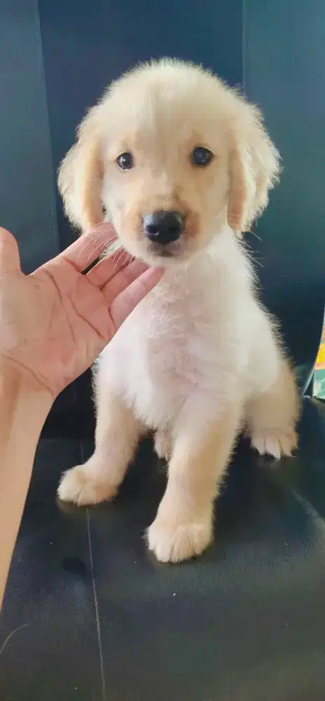 Golden Retriever Female ( STB Vaksin ) Bigbone