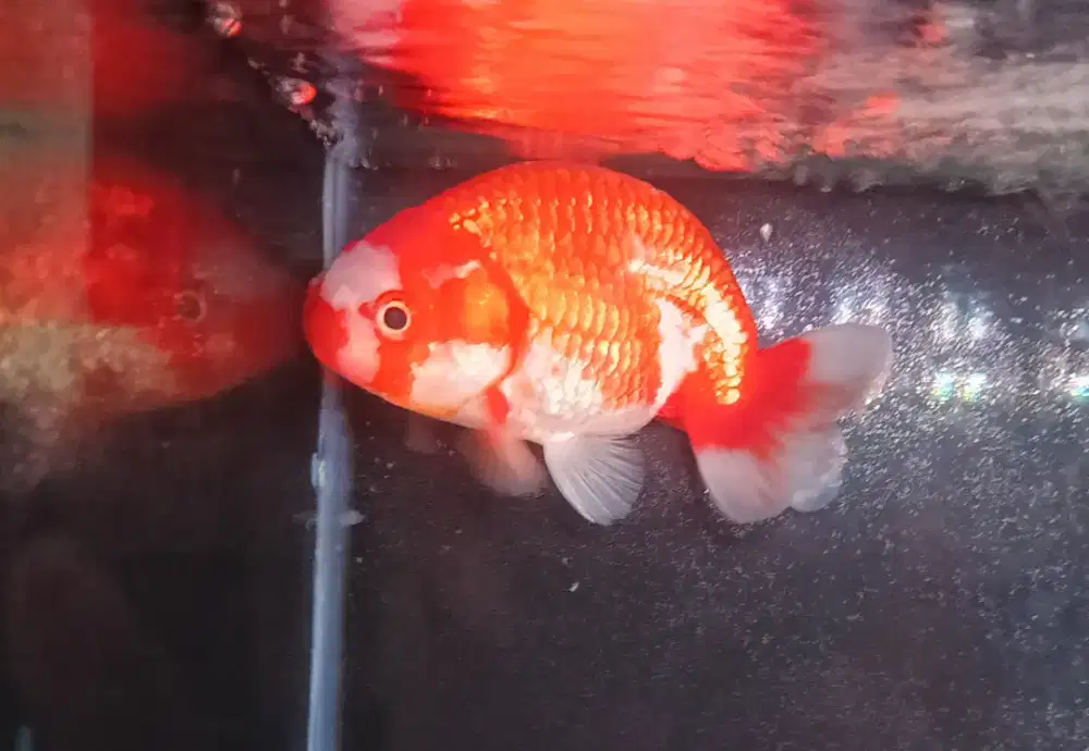 Ikan Mas Koki Ranchu Oren Size 11.5 Cm