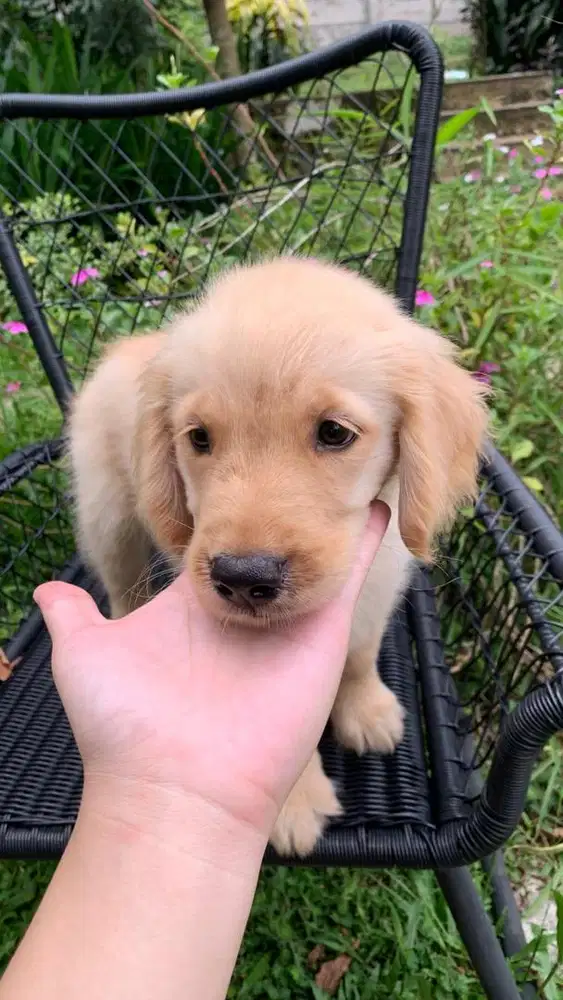 Golden Retriever Bigbone female