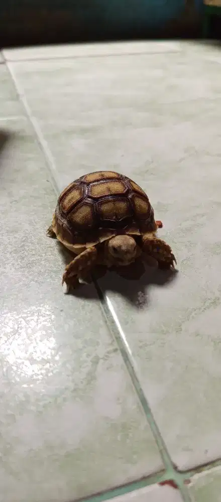 Sulcata size 6-7 cm