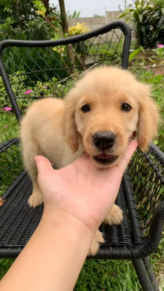 Golden Retriver Female