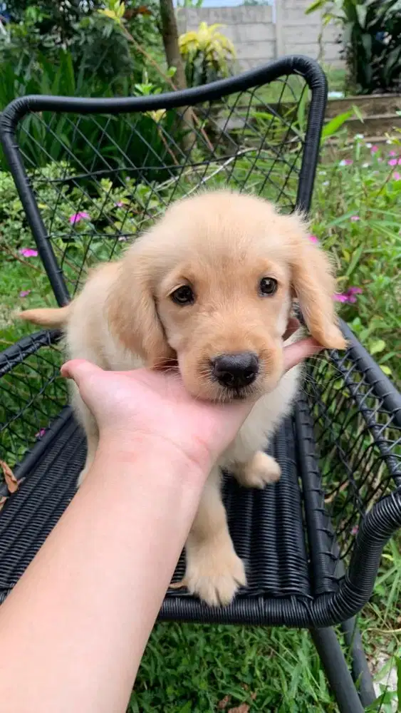 Golden Retriever Betina