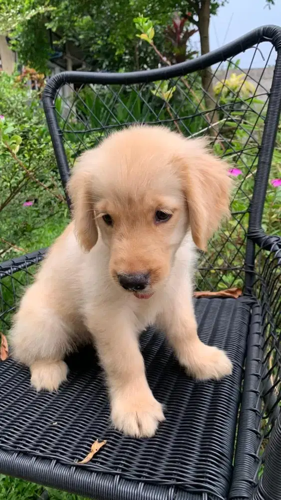 Golden Betina Bigbone