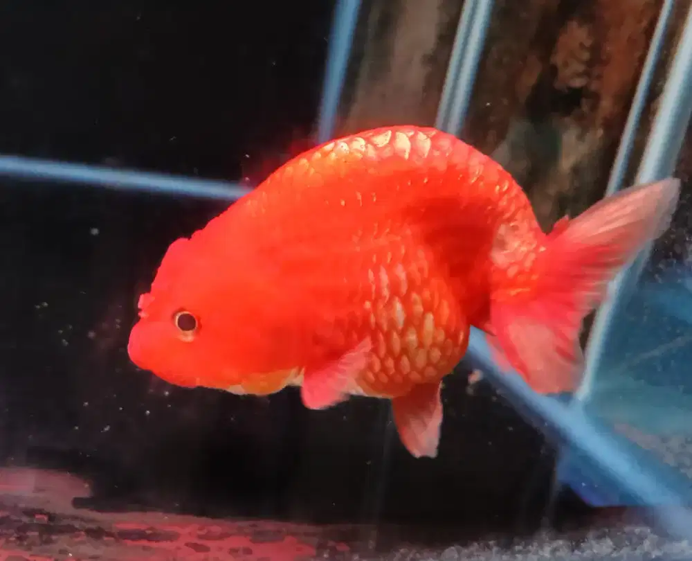 Ikan Mas Koki Ranchu Oren Size 11 Cm