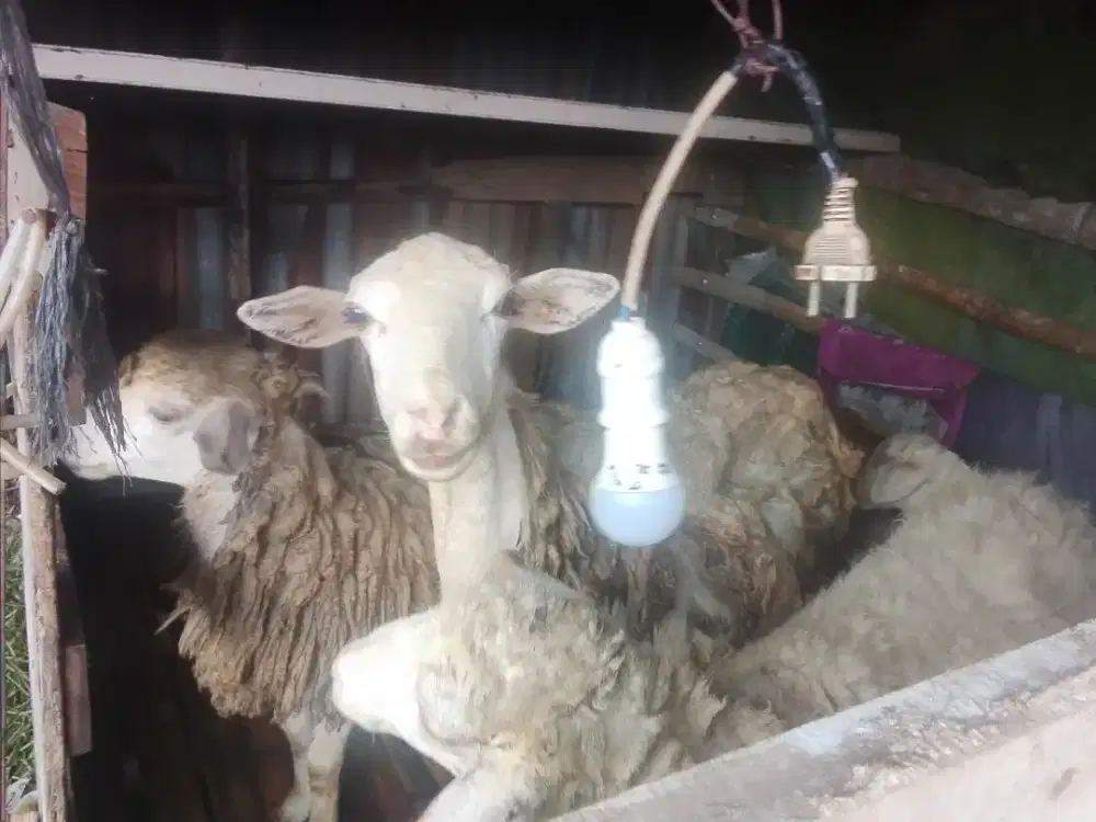 Dijual 4 ekor kambing