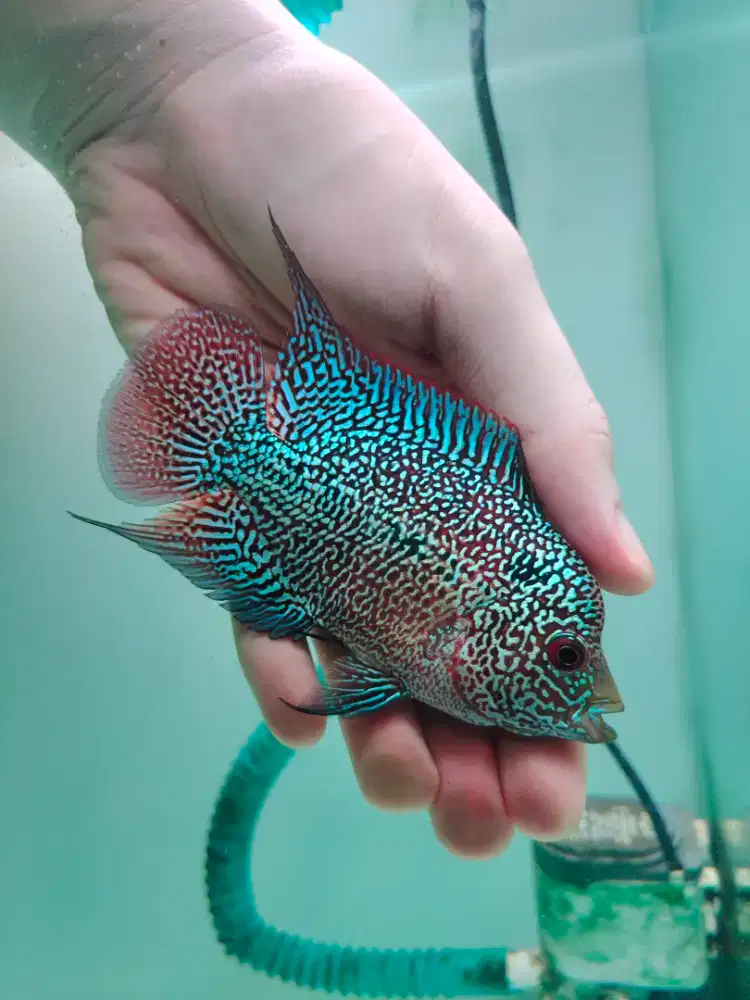 ikan lohan cencu line Raz series 10cm lohan cencu indo serian cencu