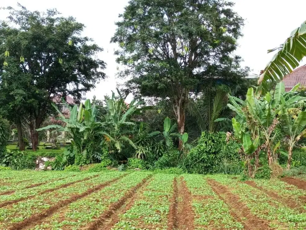 DIJUAL TANAH KEBUN BEBAS BANJIR LOKASI PINGGIR JALAN RAYA AREA CIAWI BOGOR