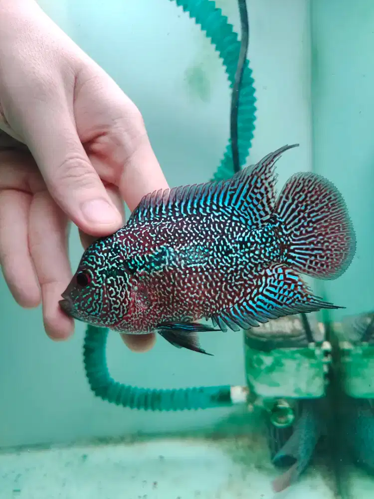 ikan lohan cencu line Raz series 10.5cm lohan cencu indo serian cencu