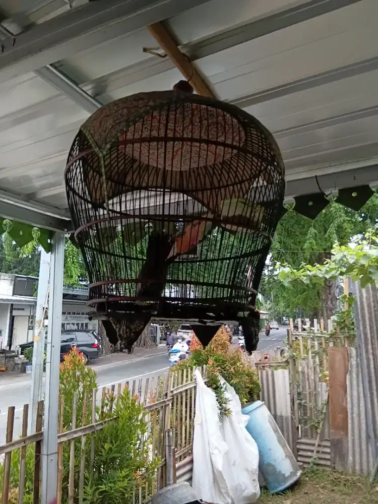 Perkutut lokal cimani