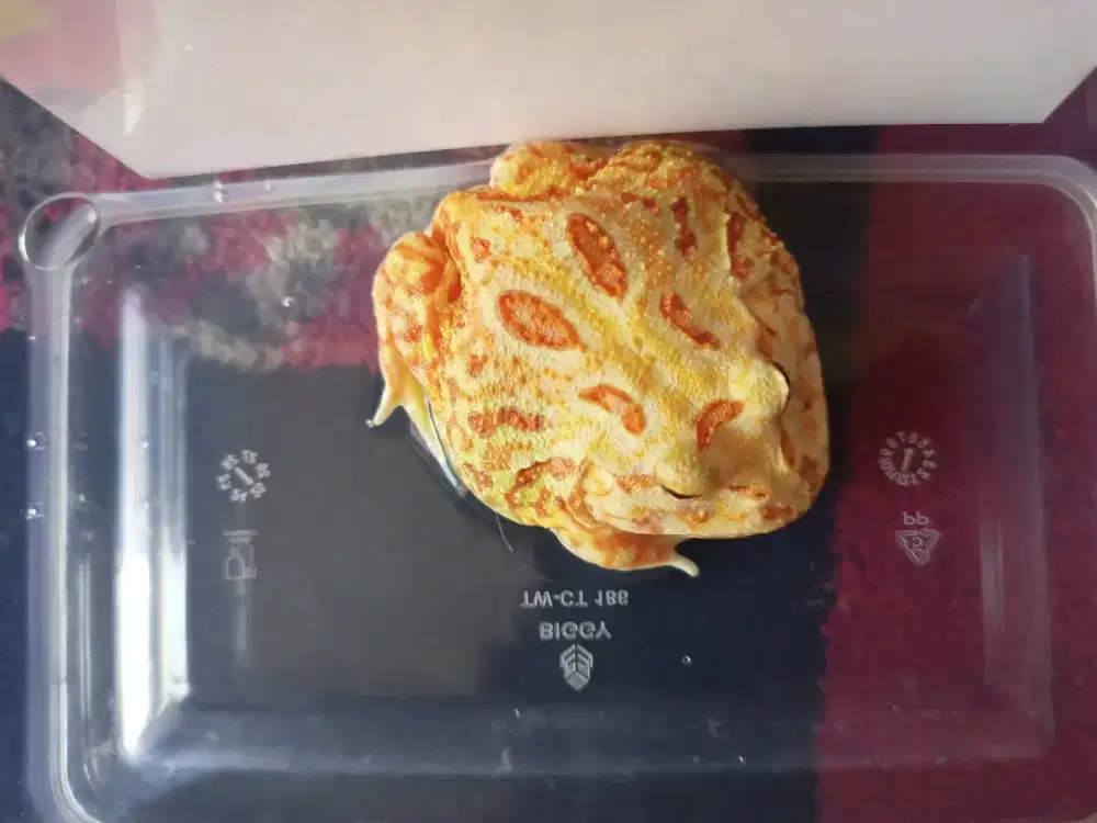 Katak atau Kodok Pacman