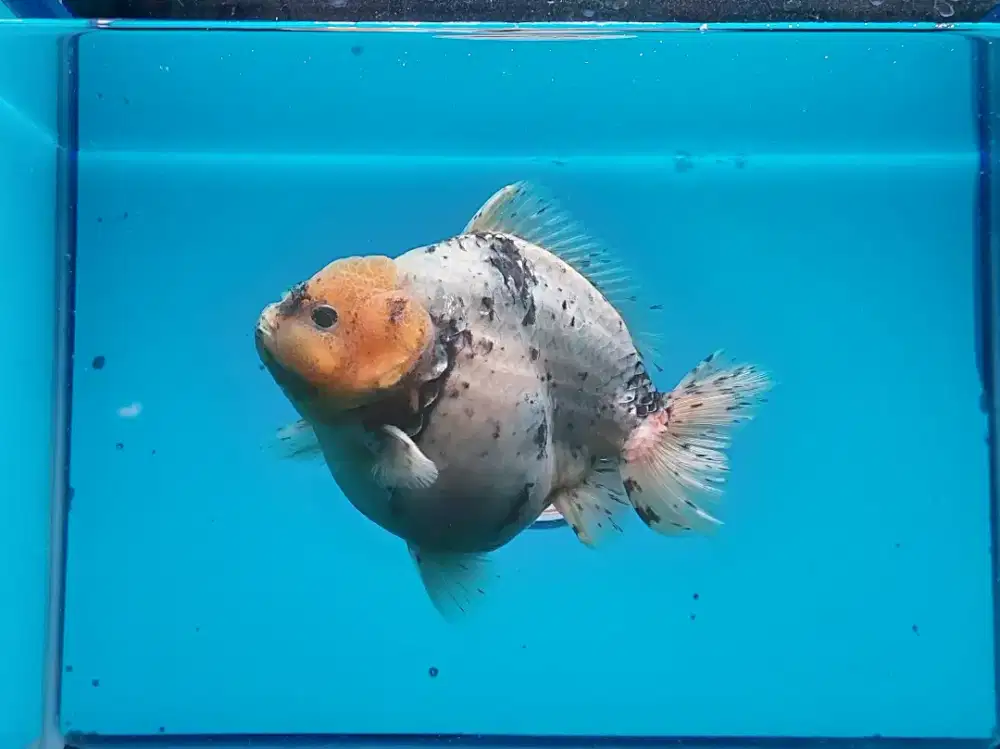 Ikan Mas Koki Oranda Panca warna Size 15 Cm