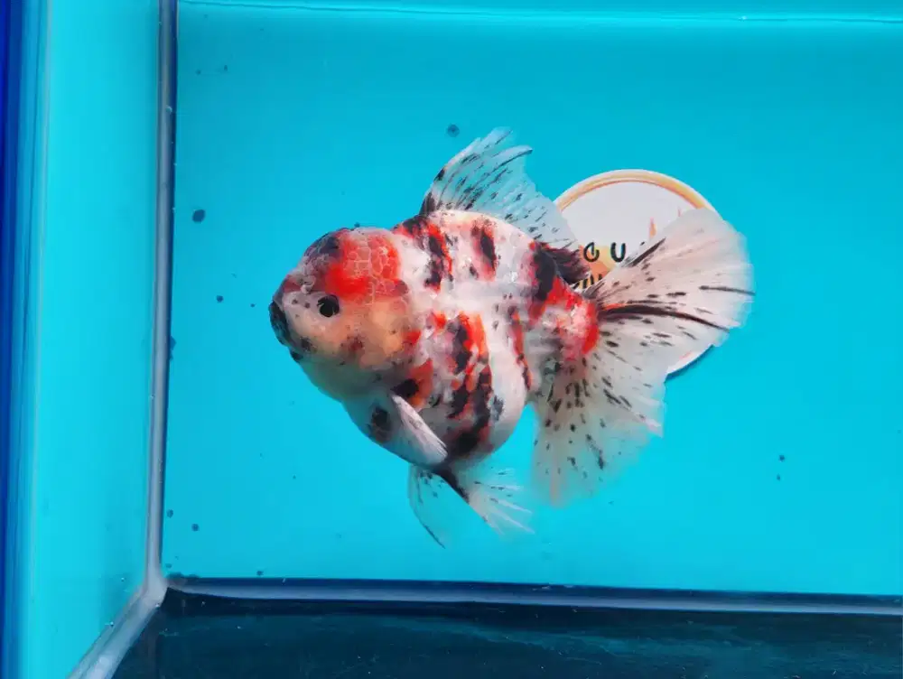 Ikan Mas Koki Oranda Panca Warna Size 13 Cm