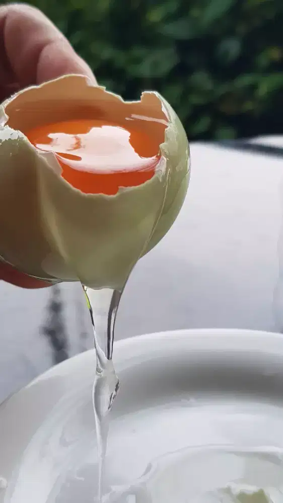 Telur Bebek Segar