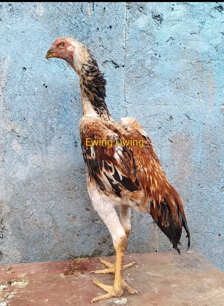 Ayam Bangkok Edisi SHAMO EROPA