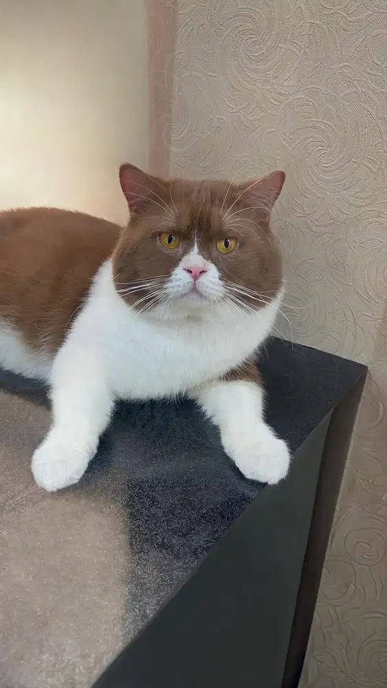 Pacak British Shorthair BSH Bicolor Cinnamon Import Ceko
