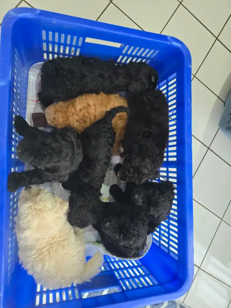 Puppy poodle jantan & betina