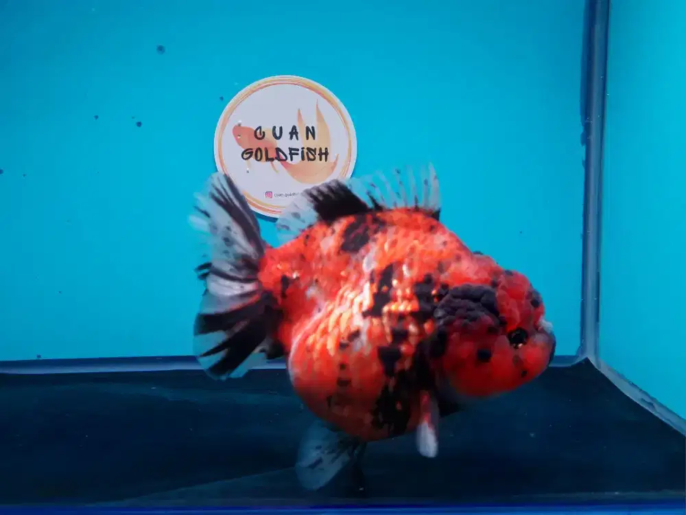 Ikan Mas Koki Oranda Tiger Size 13 Cm