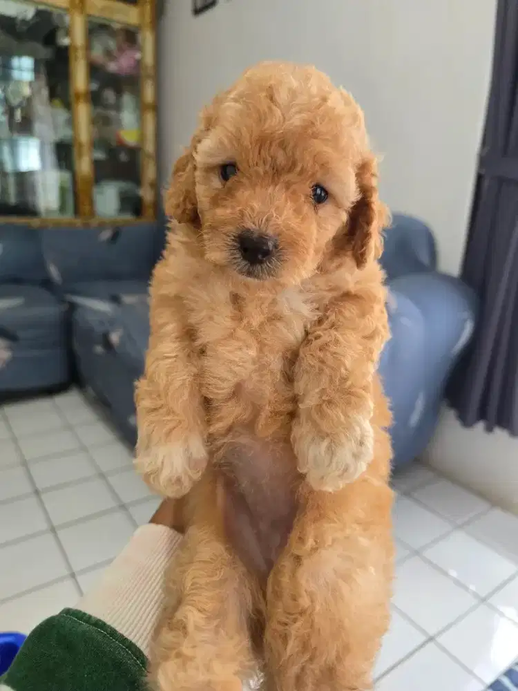 Poodle betina cantik
