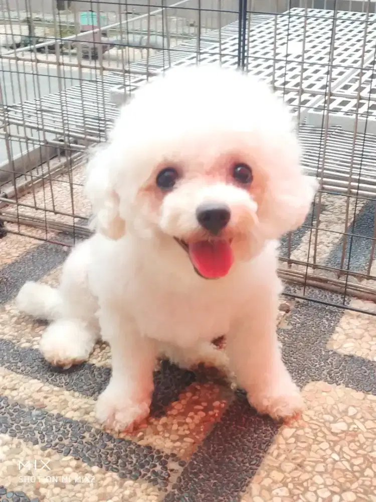 Jual Indukan Mini Bichon frise