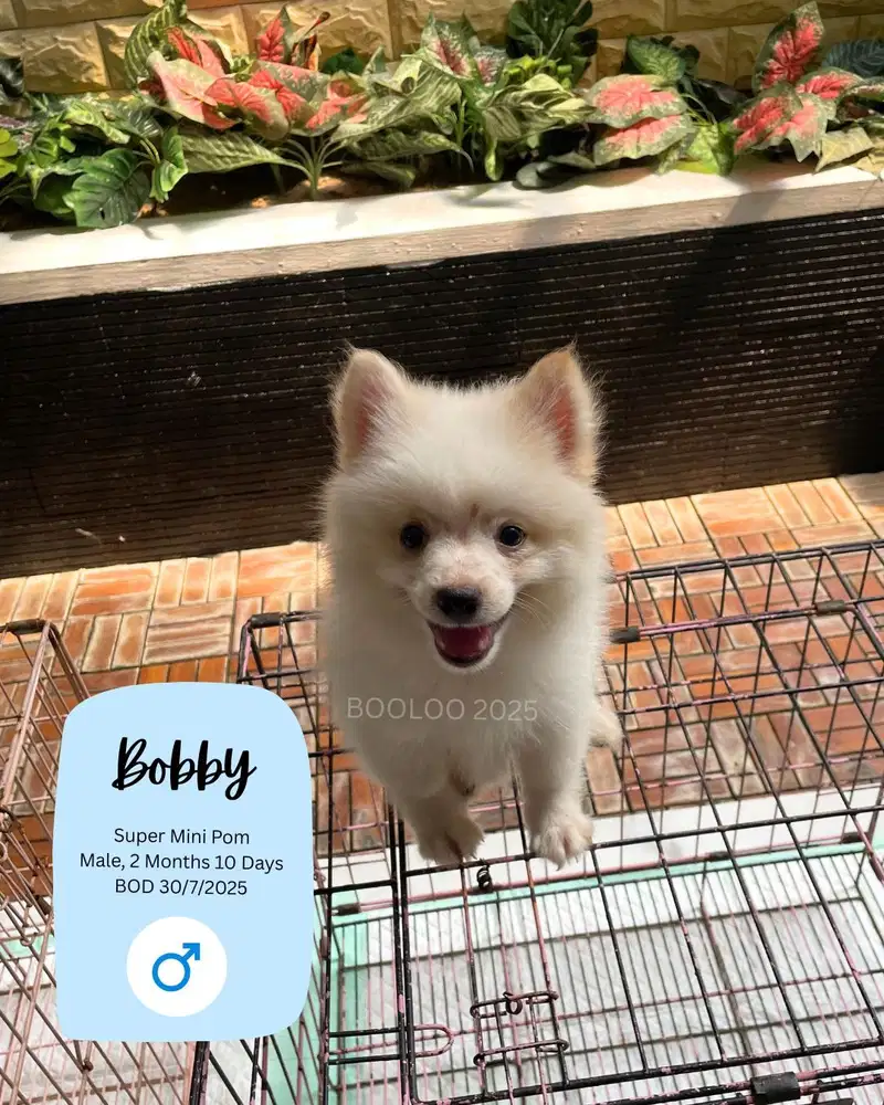 DIJUAL ANAK ANJING MINI POM USIA 2 BULAN 10 HARI JANTAN NO STAMBUM